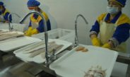 В Шардаре открылся новый завод производительной мощностью 600 тонн рыбы в год